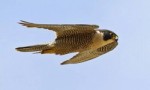 世界上飞的最快的十种鸟 游隼每小时可飞行389公里