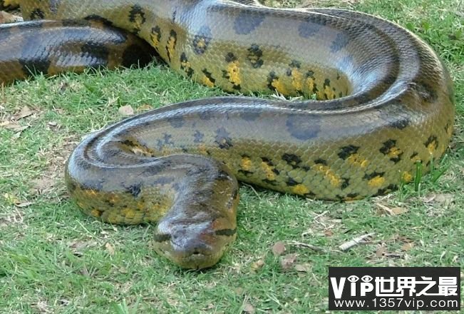 世界上最长的蛇多少米图片