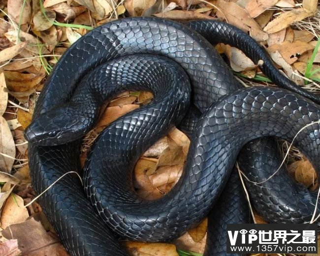 世界第一毒蛇排名四大图片