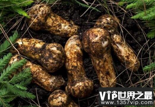 世界上最贵的蔬菜