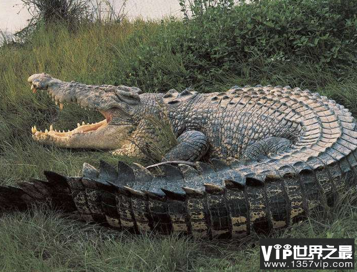 世界十大动物杀手：北极熊一巴掌可以拍到你脑浆崩裂，千万小心！