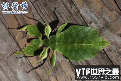 盘点全球最奇怪的十大昆虫，个个奇特！