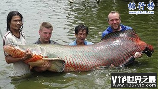 世界十大最凶猛淡水鱼，亚马逊鲇鱼能扯断承重400斤的鱼线