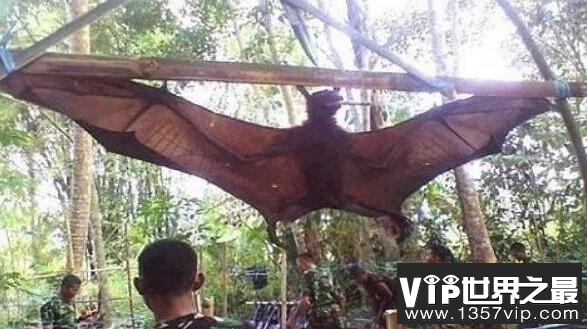 马来大狐蝠：世界上最大的蝙蝠