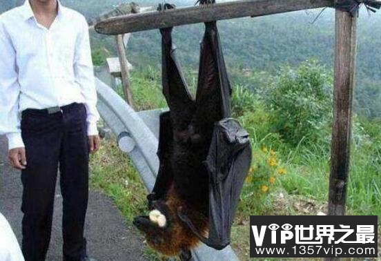 马来大狐蝠：世界上最大的蝙蝠