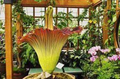 世界上最臭的花，尸香魔芋花太臭了戴防毒面具也没用