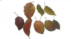 秋天树叶为什么会变色 树叶变色的原因