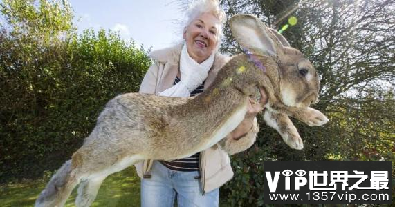 世界上最大的兔子大流士兔子重45斤