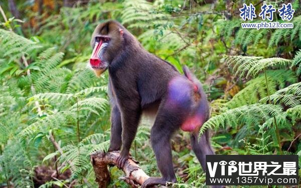 世界上最好看的猴子:山魈,面部色彩鲜艳图案似京剧脸谱