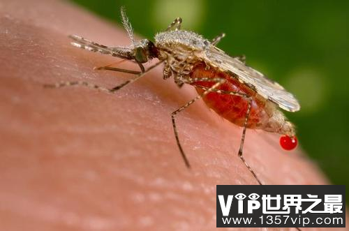 蚊子会带来哪种传染疾病 传播的疾病有哪些