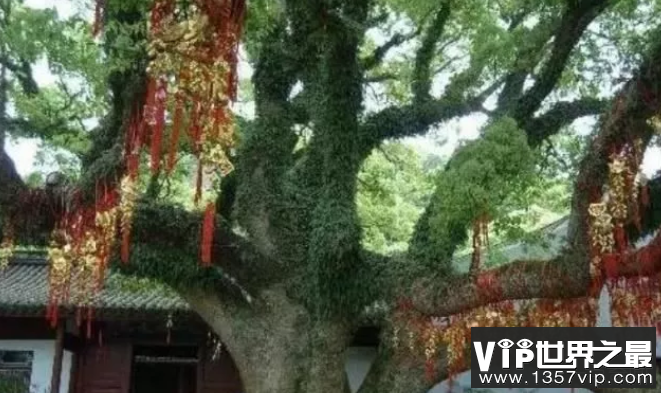 世界上最珍贵的树是什么树