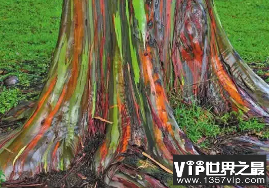 世界上最奇特的树是什么树
