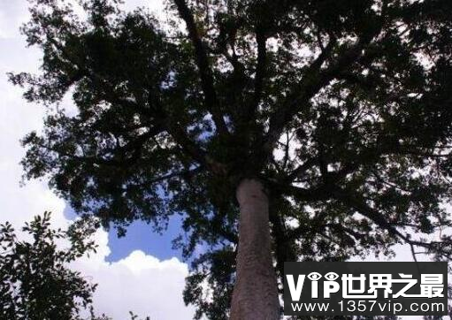 世界上最毒的树，见血封喉树
