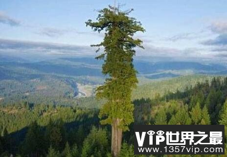 世界上最高的树，澳洲杏仁桉树
