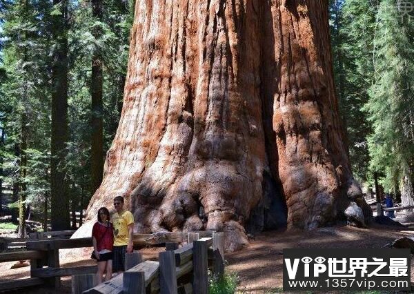 世界上直径最长的树(世界上直径最长的树有多少米)