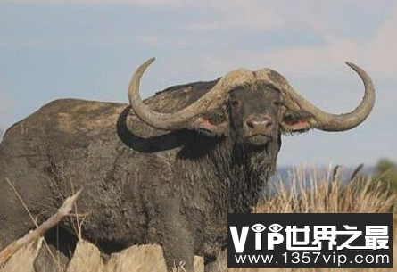 世界上最有钱的牛 身价超过7000万人民币