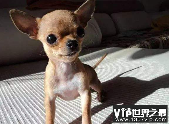 世界上最小的狗狗品种