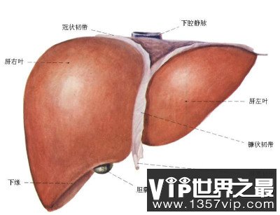 人的肝脏能再生吗