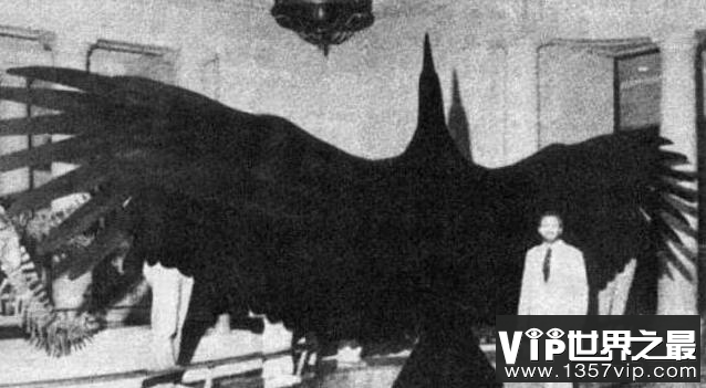 鹰的祖先阿根廷巨鸟，堪比飞机的史前猛禽