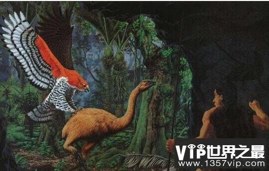 地球史上最大的鹰，哈斯特鹰翼展3.5米