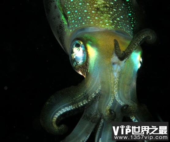 海洋里的秘密你了解?深海中十大最恐怖的生物