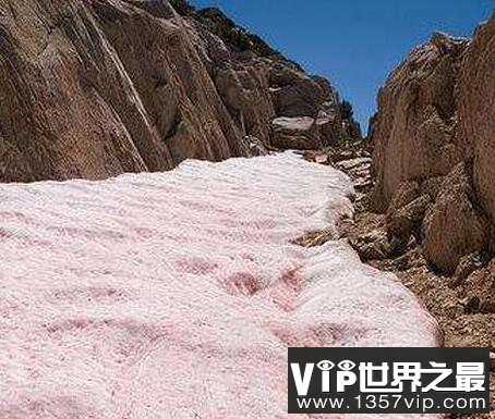 世界上罕见的粉红色西瓜雪，带有新鲜西瓜味还可以吃