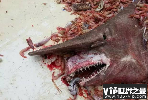 世界上最吓人的鲨鱼 恐怖至极的海洋