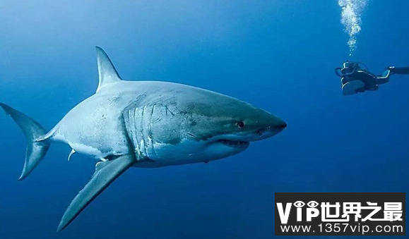 世界上三大最危险的鲨鱼