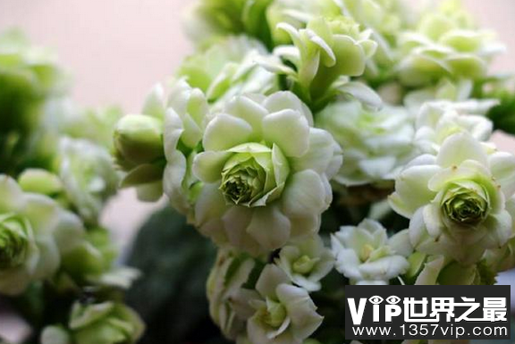 世界最漂亮的长寿花 四季开花不断