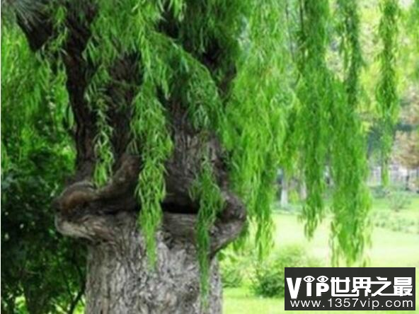 食人柳真吃人?莫昆斯克发现4000多年的食人柳