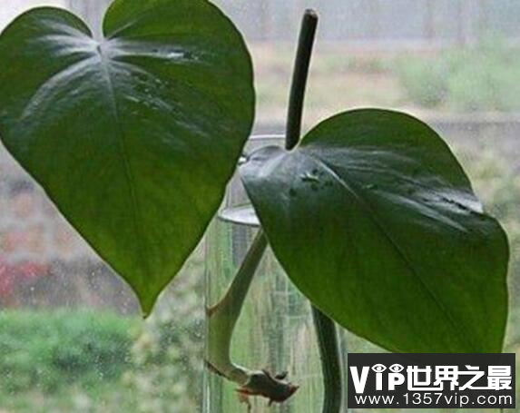 心形叶子的植物有哪些,你能认出几种?