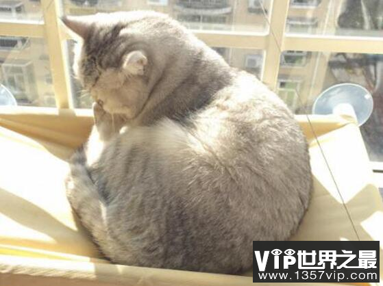 人可以吃猫粮吗?人吃了猫粮会有事吗