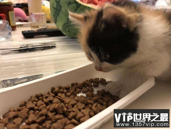 猫薄荷是什么?50%的猫咪对它极度痴迷