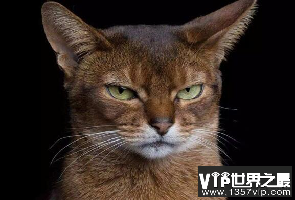 猫为什么想杀死主人?猫和狮子有这么多相似之处