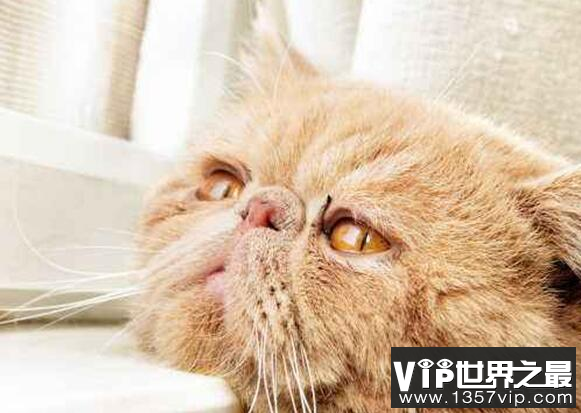 猫的智力相当于人几岁?科学论证猫的智商