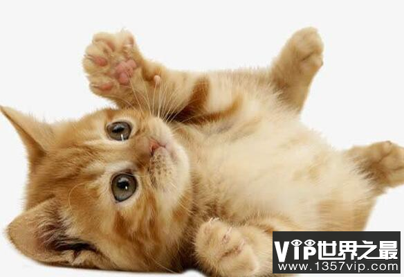 养猫后运气都变好了?猫喜欢靠近有灵气的人