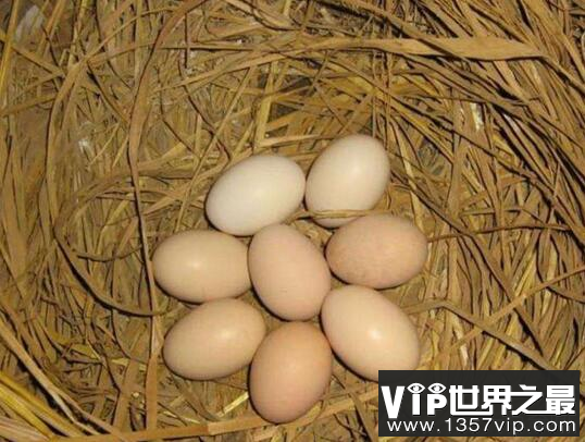 土鸡蛋比普通鸡蛋更有营养吗?原来这么久钱都白花了