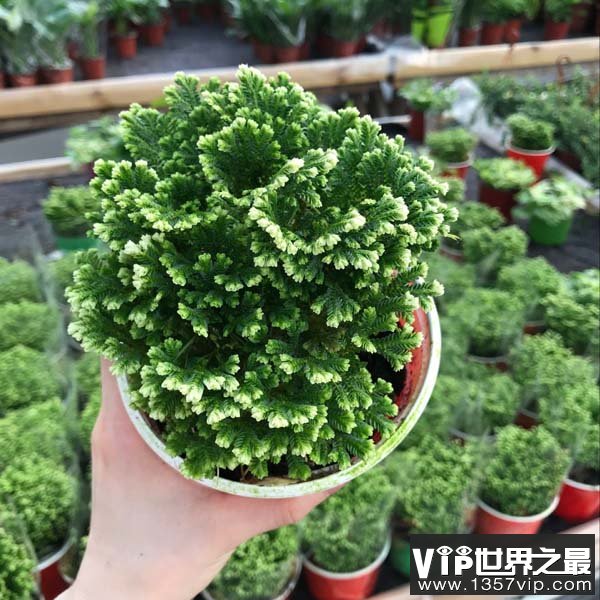 为什么植物有喜阳和喜阴区分