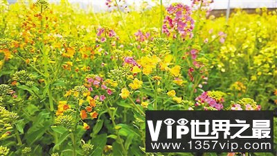 油菜花不只有黄色 也可以五颜六色