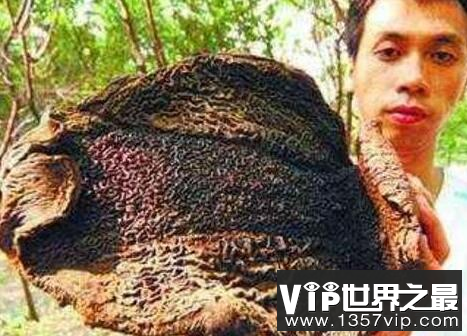 西双版纳吸血毯，裹住必死的吸血怪