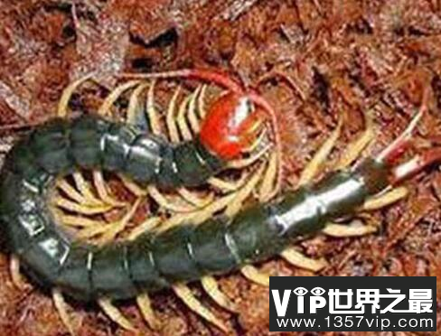苗族蛊术,耸人听闻的神秘蛊术