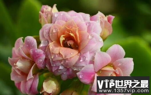 家里养什么花好，漂亮且寓意超好的盆栽植物