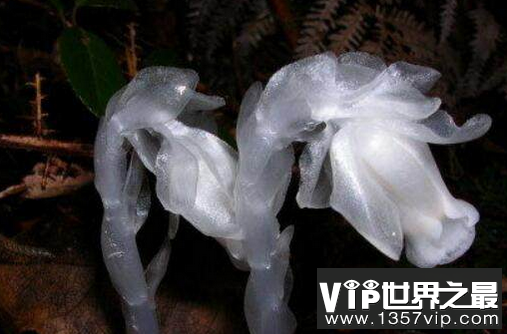 世界花语最恐怖的花 死亡之花水晶兰