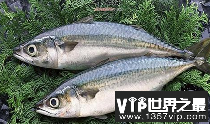 世界上最美味的鱼，尽管有毒，仍然无法抗拒