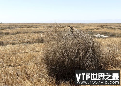 世界上有会走路的植物吗？