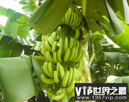 香蕉是长在树上的吗？香蕉其实是草本植物
