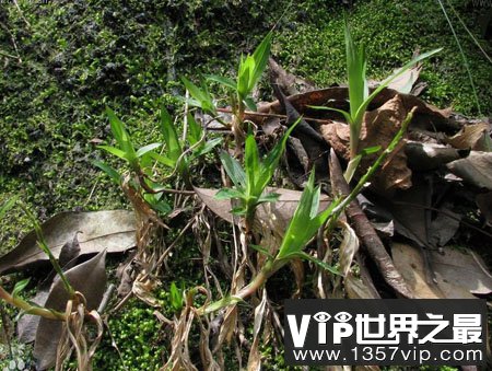 钻草—可以决定地出生的植物
