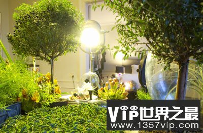 室内的光线也可以有助于植物生长