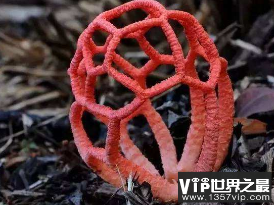 红笼头菌有毒吗？能吃吗？
