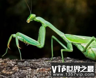 1962昆仑山未解之谜，螳螂人事件是真的吗?